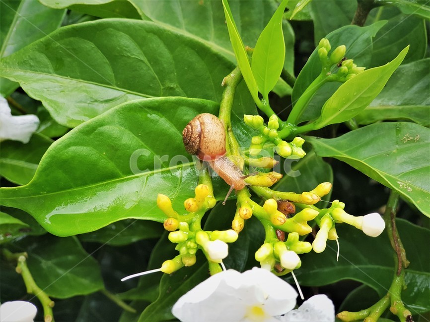 달팽이,꽃,비온뒤,동물,곤충,식물,화단,snail,천천히,flower,flowerbed,animal,insect,slowly,plant