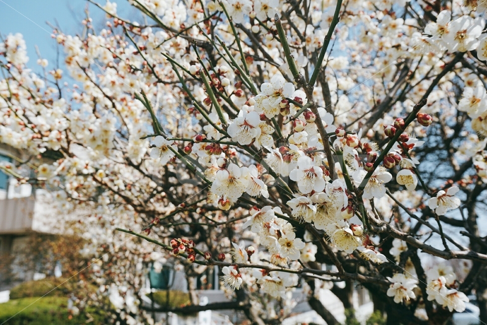 여행,travel,여행사진,국내여행,혼자여행,사진,담양,담양여행,배경사진,배경,이쁜사진,색감,색감좋은사진,봄,봄날씨,봄꽃,꽃나무,꽃,매화,매화나무,꽃사진,식물,자연,plants,nature,봄,계절,spring,season,꽃,flower,plant,blossom