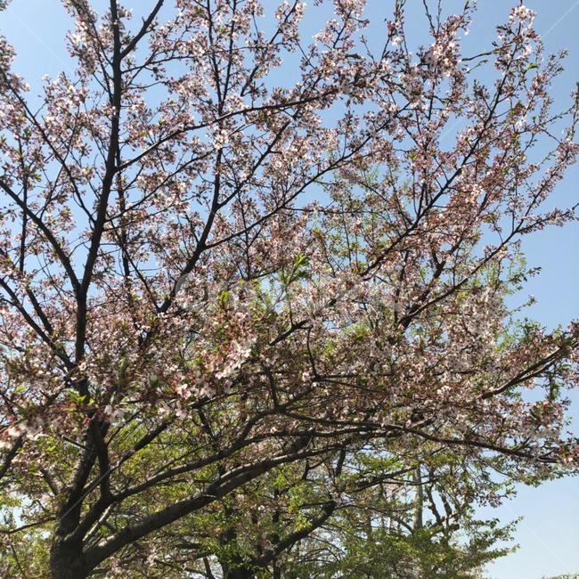 벚꽃,벚꽃나무,벚나무,cherryblossoms,나무,하늘,tree,sky,blossoms
