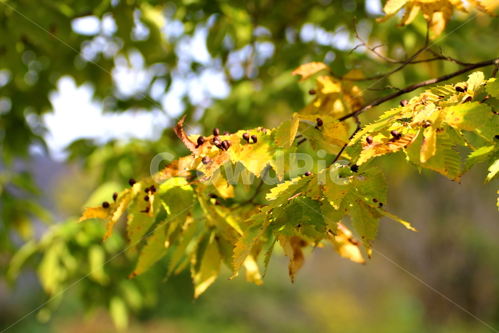 낙엽,가을,가을열매,씨앗,가을풍경,가을정취,나무,자연,풍경,nature,tree,가을,계절,fall,autumn,season,자연,풍경,nature,landscape,plant,식물,leaf,잎