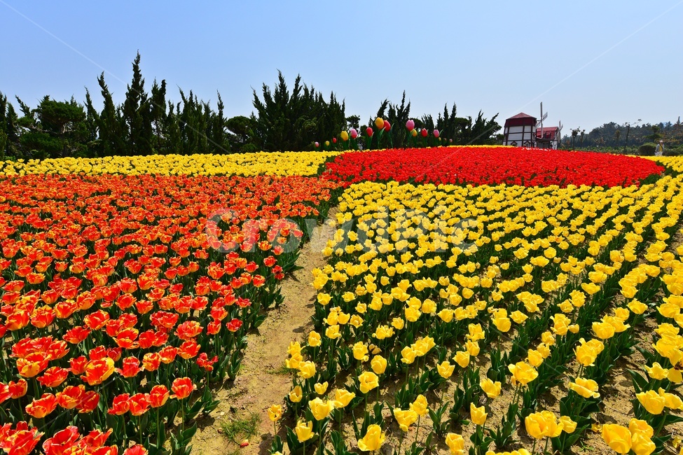 plant,식물,blossom,flower,꽃,신안,임자도,튜울립,튜율립축제,봄,계절,축제,봄축제,노랑꽃,빨강꽃