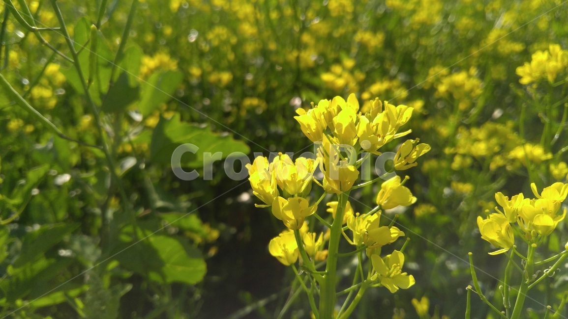 유채꽃,꽃,노랑꽃,노랑색,식물,계절,감성,배경,rapeflower,flower,yellow,flant,season,emotional,background