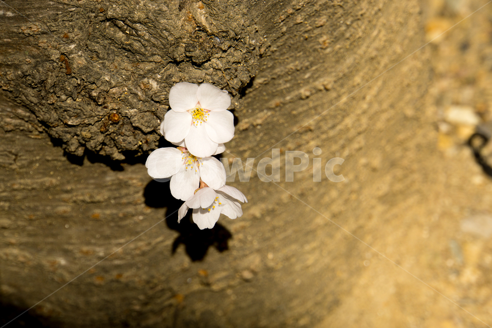 봄,벚꽃,식물,자연,근접촬영,울산,무거천,나무,봄,계절,spring,season,식물,자연,plants,nature,꽃,flower