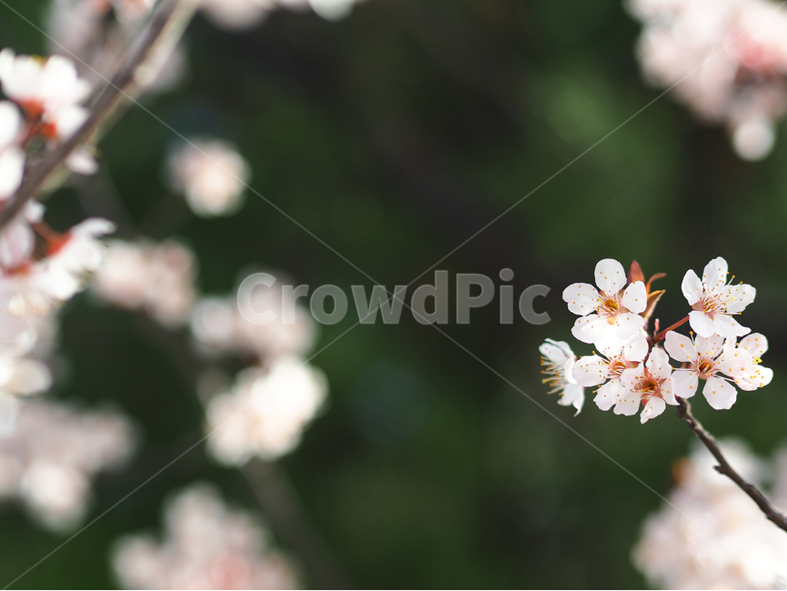 봄,꽃,식물,자연풍경,감성사진,봄,계절,spring,season,식물,자연,plants,nature,꽃,flower,plant
