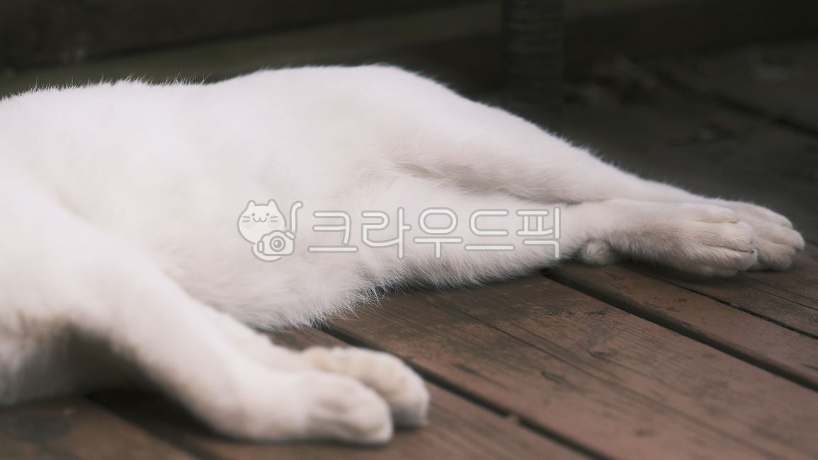 오드아이,oddeye,길고양이,alleycat,동물,고양이,animal,포유류,mammal,길냥이,streetcat,귀여운냥이,cute,아빠고양이,whitecat,하얀고양이,고양이발바닥,젤리고양이,동물,animal,포유류,mammal,고양이,cat,kitten,kitty