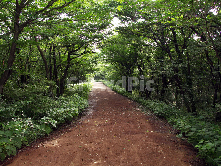 숲,숲길,사려니숲길,제주,자연림,휴양림,힐링,명소,비경,나무,풍경,자연,dirt road,흙길,road,도로,gravel,자갈,path,통로,ground,바닥