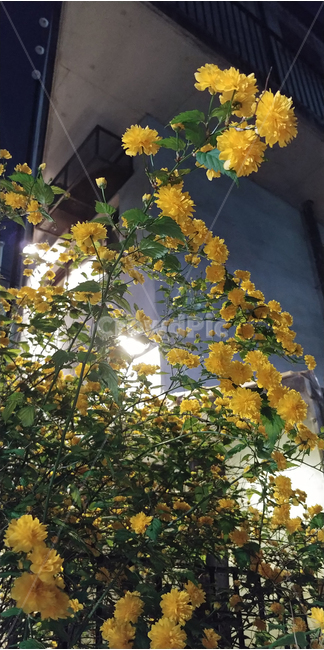 꽃,봄꽃,식물,flower,노란색