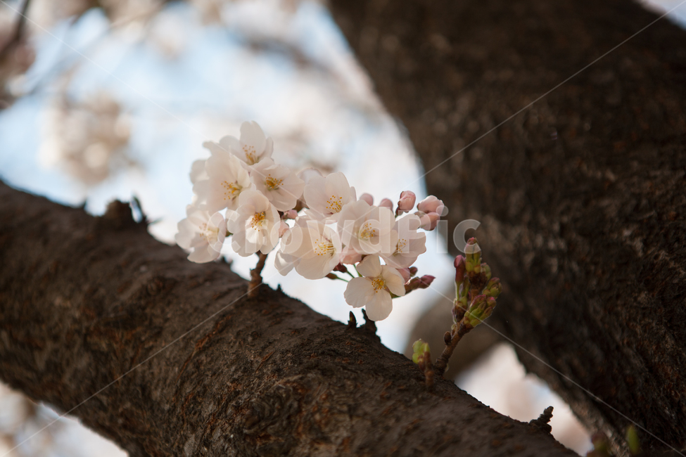spring,Cherry Blossom,spring guest,Bomnadri,flower road