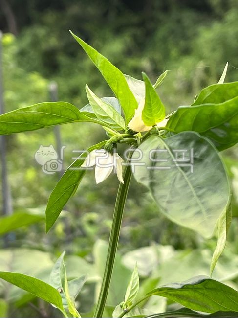 고추,고추꽃,식물,야채,채소,꽃,잎,leaf,농작물,밭,농사