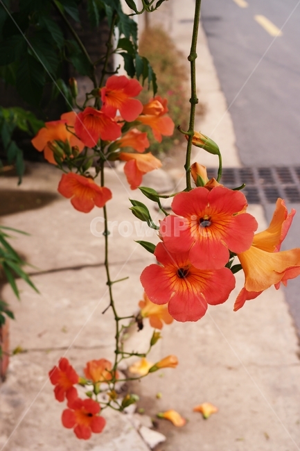능소화,여름꽃,여름,주황색꽃,주황,꽃송이,넝쿨,꽃,orange,green,flower,plant,blossom,감성,식물,자연,plants,nature,꽃,flower