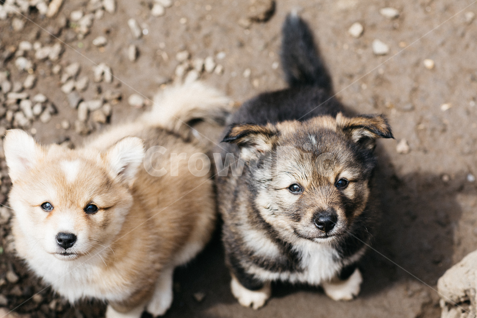 멍멍이,강아지,댕댕이,dog,똥개,귀여운,동물,아기강아지,개,동물,animal,포유류,mammal,개,강아지,dog,doggy