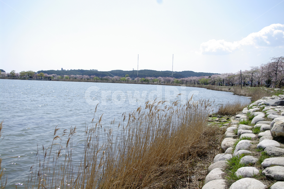 경포호,호수,풍경,나무,하늘,벚꽃나무,봄,봄,계절,spring,season,자연,풍경,nature,landscape,water,물,outdoors,옥외