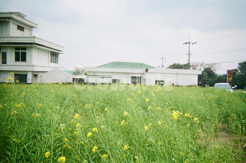 자연,아날로그,필름,편안한,추억,옛날,회상,초록,흐릿,식물,자연,plants,nature,꽃,flower