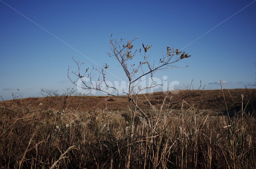 outdoors,옥외,landscape,경치,nature,자연,scenery,풍경,hill,언덕,plant,식물,tree,나무