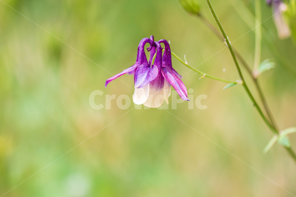 매발톱꽃,plant,식물,자연,꽃,flower,blossom,식물,자연,plants,nature,꽃,flower