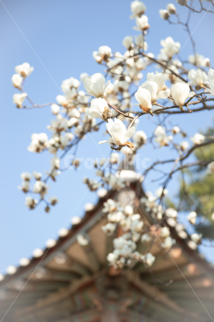 목련꽃,목련,봄,plant,식물,magnolia,한옥,전통가옥