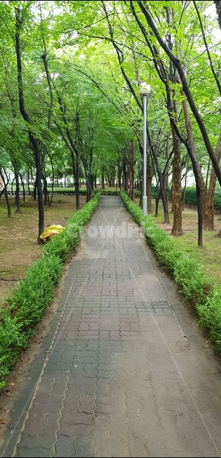 녹색,녹음,오솔길,공원,풍경