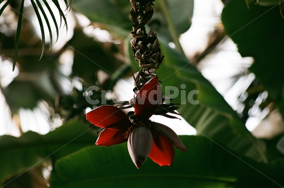 필름카메라,필름사진,감성사진,바나나꽃,서울대공원식물원,식물,자연,plants,nature,꽃,flower