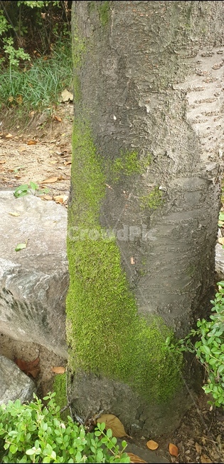 tree,plant,나무,나무이끼,이끼,자연,식물,숲,공원,고목,녹색이끼,trees,nature,wood,산책