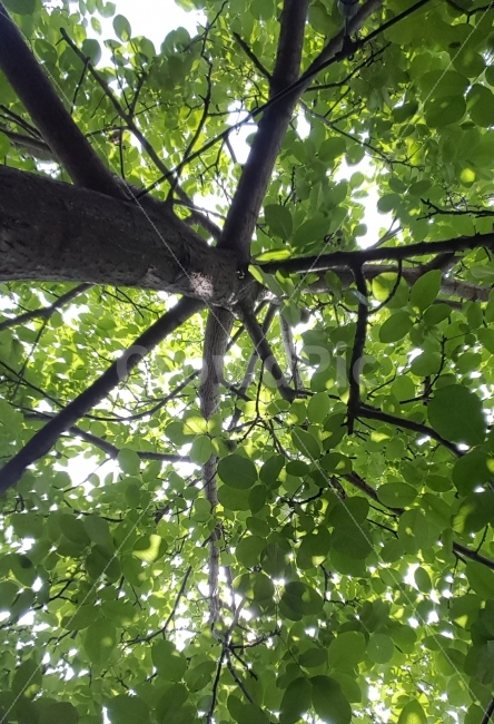 나무,tree,자연,green,싱그러운,식물,자연,plants,nature