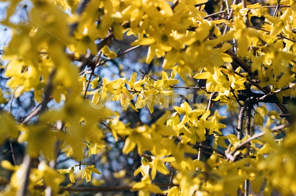 봄꽃,개나리,꽃놀이,노란꽃,필름사진,봄,계절,spring,season,식물,자연,plants,nature,꽃,flower,leaf,잎,plant