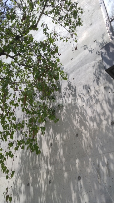 나무,그림자,빛,햇빛,벽,tree,light,leaf,sunshine