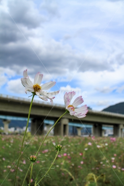 꽃,코스모스,부산,아름다움,계절,가을,flower,cosmos,busan,beauty,beautiful,autumn,fall,자연,natural,가을,계절,fall,autumn,season,식물,자연,plants,nature,꽃,flower,plant