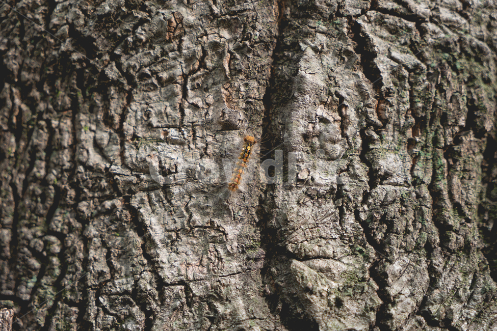 tree,나무,plant,식물,나무줄기,나무껍데기,벌레,유충,동물,animal,곤충,벌레,insect,bug