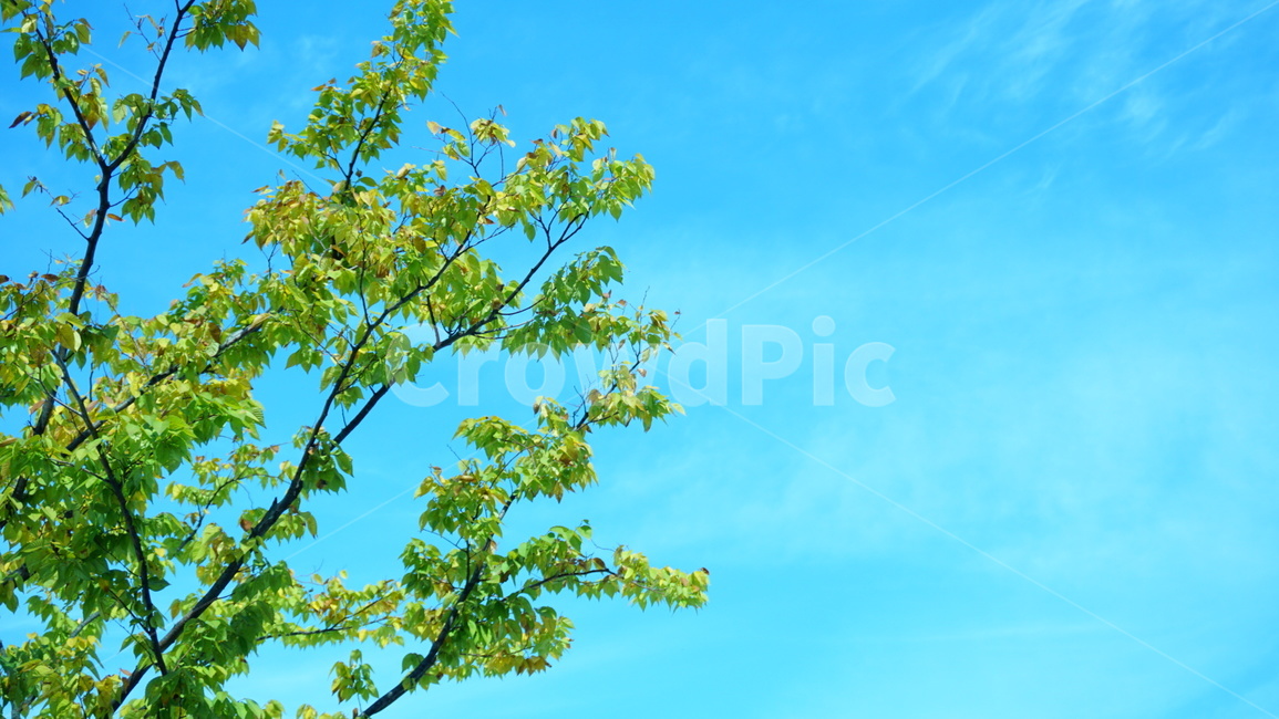 자연,나무,하늘,풍경,감성,sky,tree,하늘색,자연,풍경,nature,landscape,plant,식물