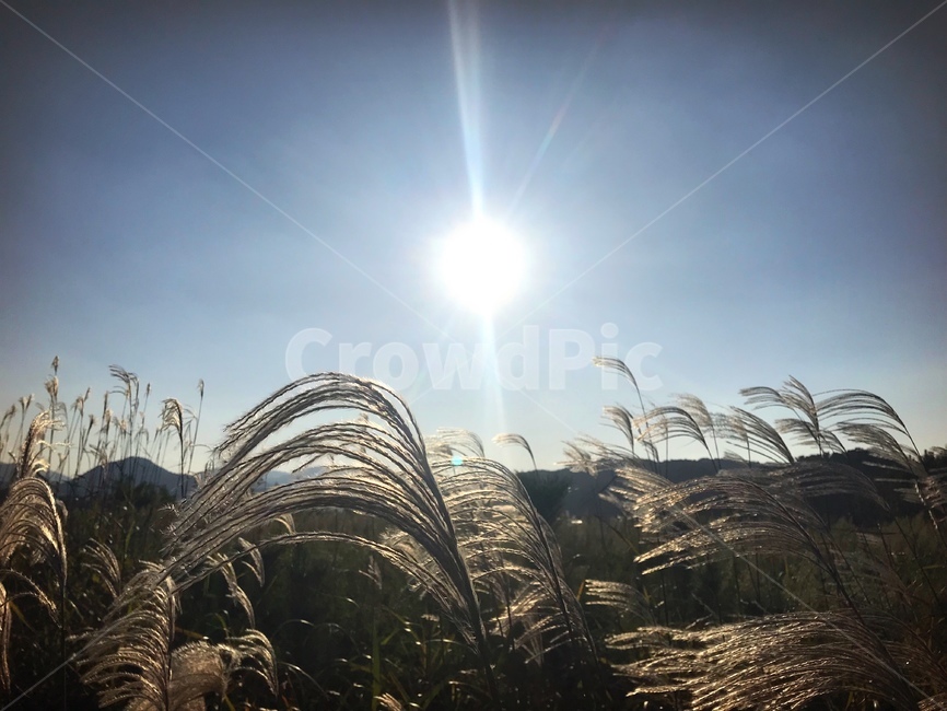 억새,갈대,햇빛,둘판,평온,고요,자연,풍경,nature,landscape,plant,식물,grass,잔디,lawn,reed