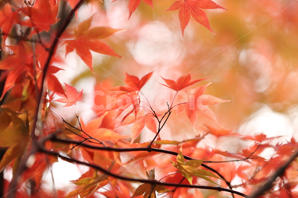 가을,가을소경,당풍,석류,자작나무,단풍,보라,ㅂ빨강,단풍나무,가을,계절,fall,autumn,season,색깔,색상,색채,색감,color sense,color sensitivity,feeling of color,plant,식물,leaf,잎,tree,나무,maple