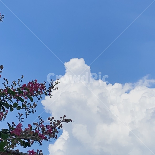 하늘,꽃,나뭇잎,구름,sky