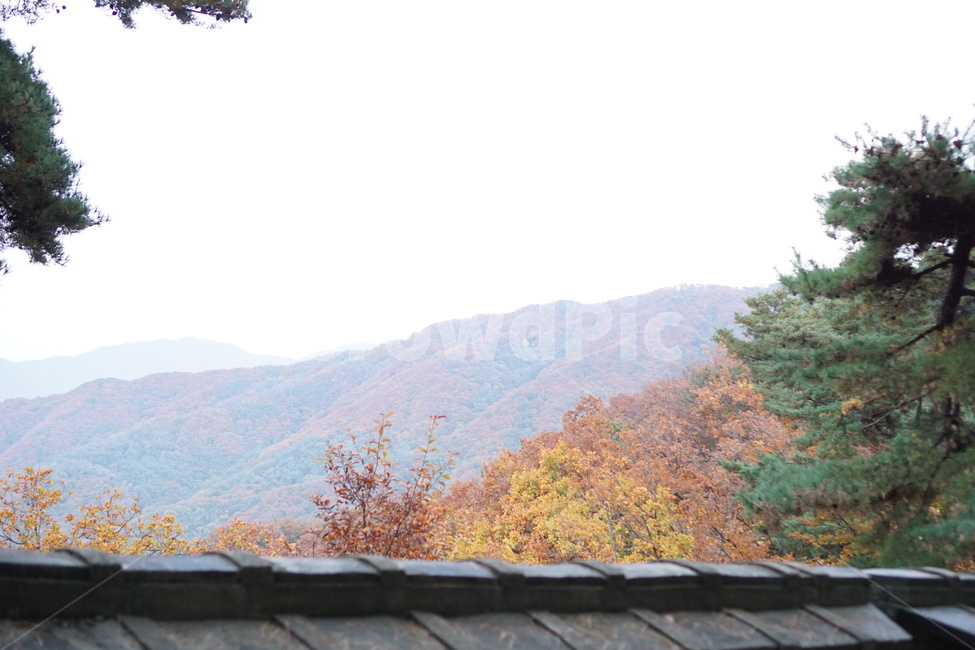 가을산,단풍,낙엽,나무,가을,남한산성,가을,계절,fall,autumn,season,자연,풍경,nature,landscape,한국자연풍경,한국자연경관,korea nature landscape,plant,식물