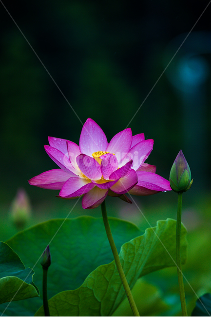 연꽃,고고함,함안,아라연꽃,아라홍련,식물,자연,plants,nature,꽃,flower
