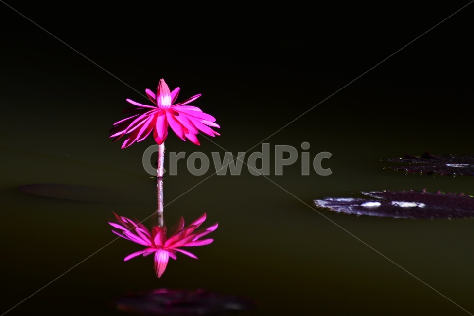plant,식물,blossom,flower,꽃,수련,연꽃,반영,야화,연못,연잎