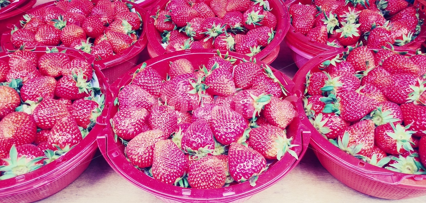 딸기,plant,식물,food,음식,과일