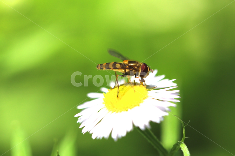 동물,벌,벌레,식물,꽃,자연,식물,자연,plants,nature,꽃,flower,동물,animal,곤충,벌레,insect,bug