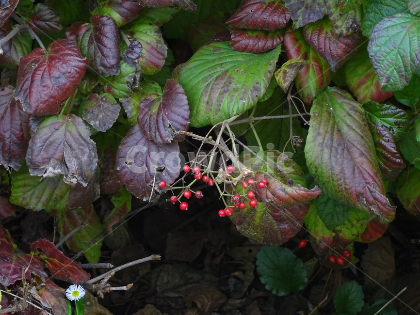 열매,빨간열매,과실,추수,가을,탐스러운,식물,자연,plants,nature,과일,열매,fruit