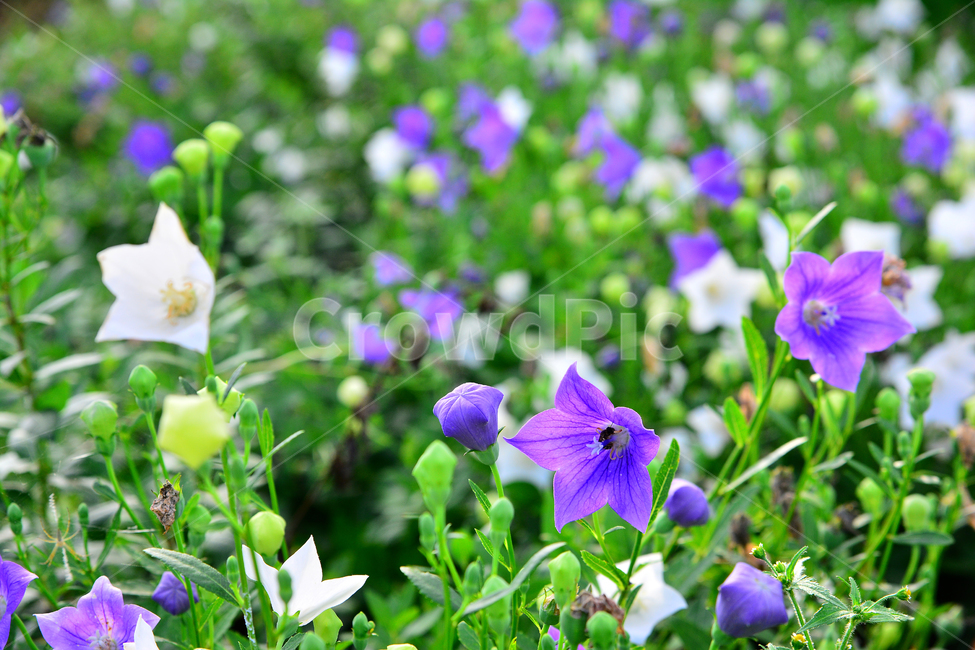 도라지,도라지밭,건강식품,도라지무침,도라지강정,약용식물,보라색꽃,흰색꽃,purple,violet,plants,토종,한국적,소박한멋,아름다운,뷰티풀,시골,산촌,농촌,밭,식물,꽃,뿌리식물,여러해살이풀,청도라지,백도라지,초롱꽃과,약재,길경,한약재,식용,식물,자연,plants,nature,꽃,flower