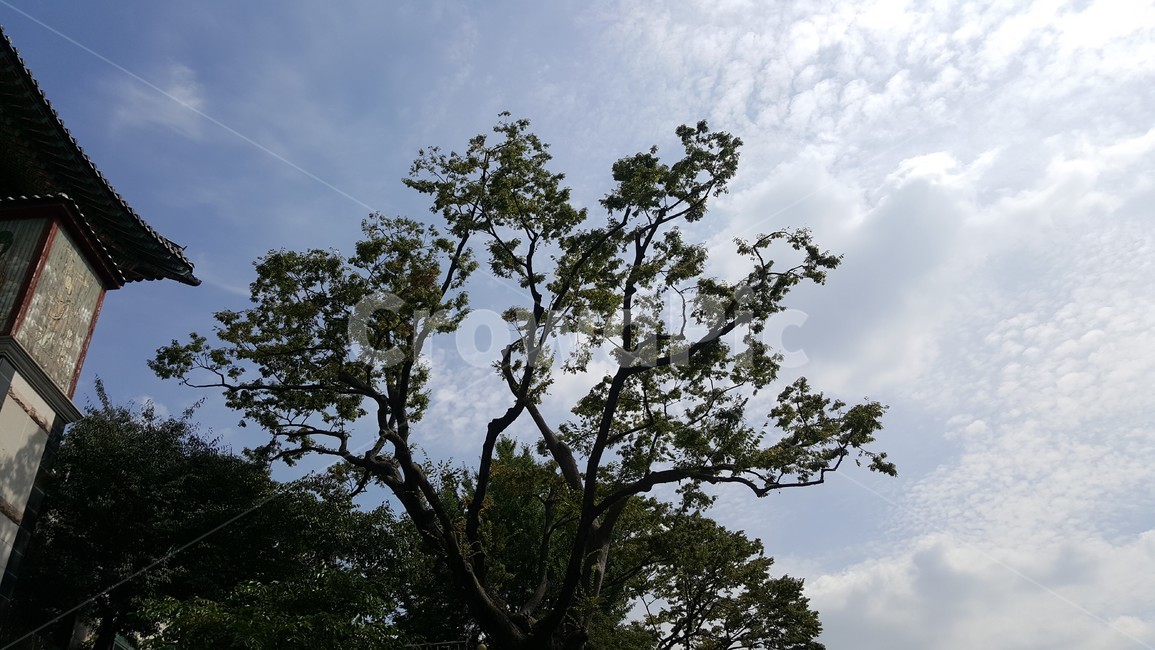 절,사찰,가을,하늘,전통사찰,건물,초가을,늦은여름,느티나무,자연,풍경,nature,landscape,tree,나무,plant,식물