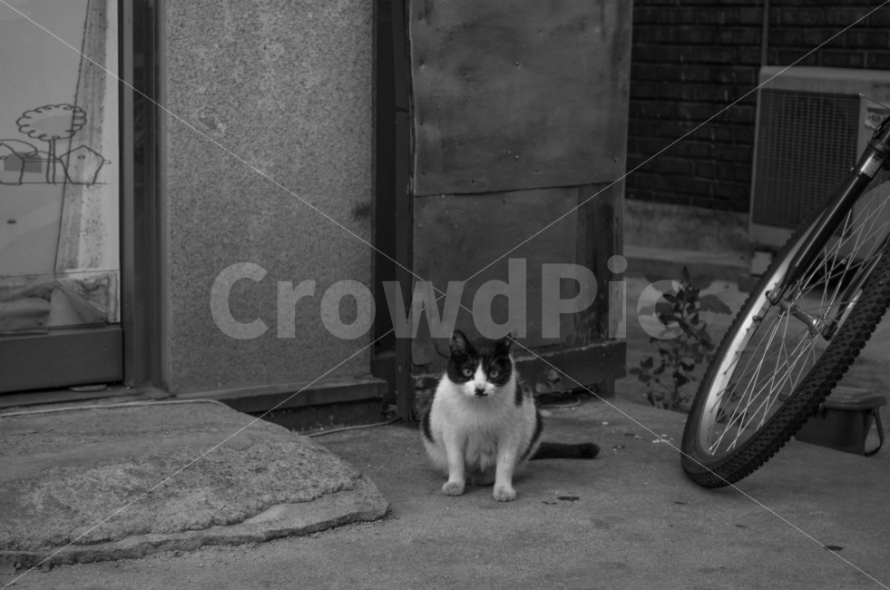 고양이,풍경,감성,사진,동물,동물,animal,포유류,mammal,고양이,cat,kitten,kitty,흑백,모노톤,monochrome,black and white