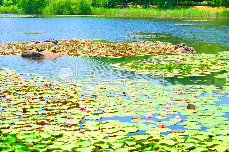 nature, 옥외, outdoors, 연못, pond, 사진,이미지,일러스트,캘리그라피 - 운사작가