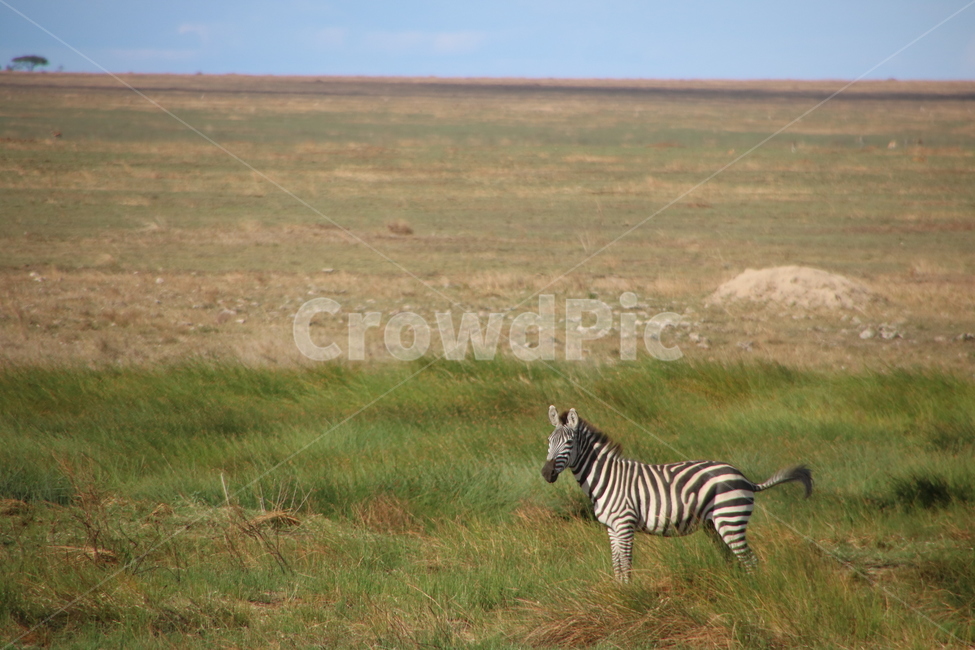 얼룩말,zebra,야생동물,wildlife,아프리카,세렝게티,동물,animal,포유류,mammal