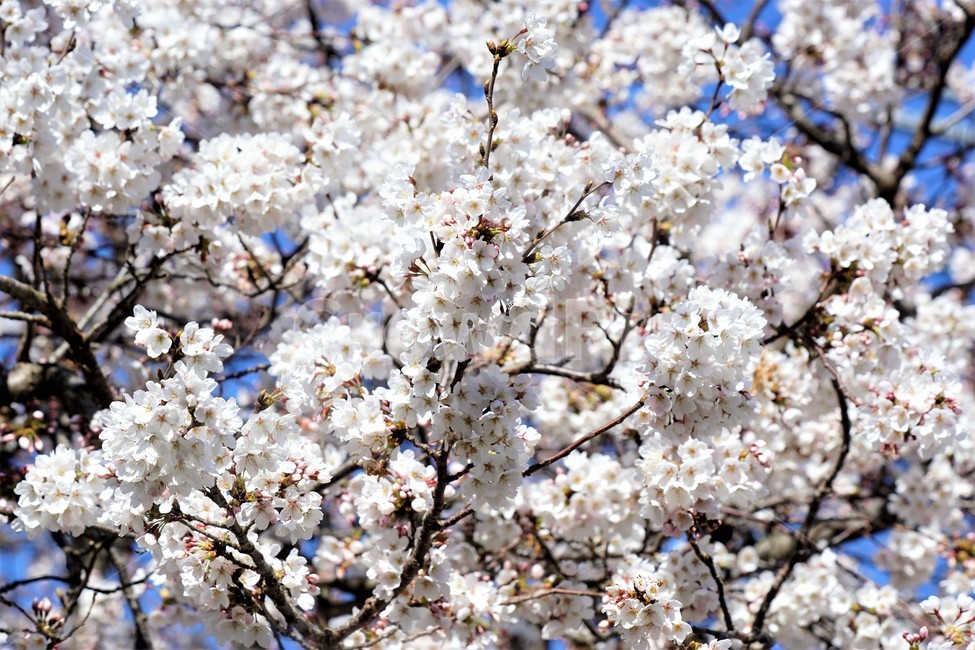 벚꽃,봄,꽃,나무,자연,식물,예쁨,아름다움,하얀색,분홍색,감성,느낌,nature,flower,spring,white,pink,beauty,emotion,feeling,tree,봄,계절,spring,season,꽃,flower,plant,blossom