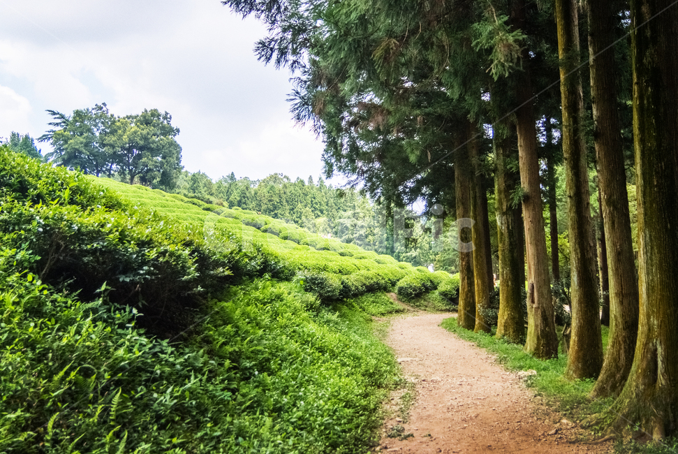 숲,나무,잔디,차밭,숲길,휴식,풍경,자연,힐링,길,nature,landscape,healing,자연,풍경,nature,landscape,휴식,힐링,rest,relaxation,healing,outdoors,옥외