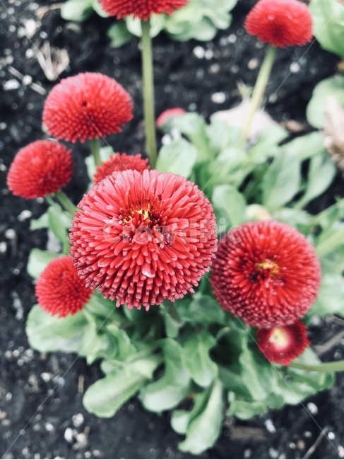 데이지,daisy,flower,식물,꽃,blossom,plant,빨강,red,아름다운,beautiful,봄,spring