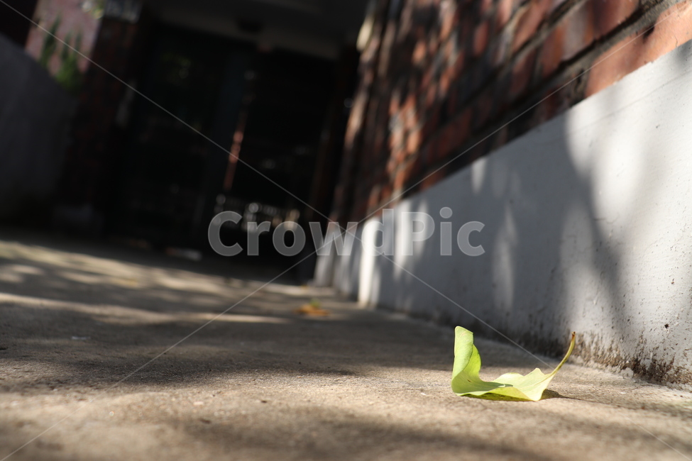 골목길,나뭇잎,leaf,식물,자연,풍경,낙옆