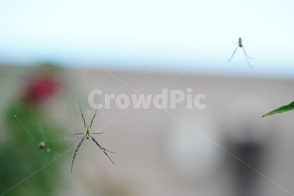 거미,곤충,자연,생명,동물,벌레,생태계,거미줄,동물,animal,곤충,벌레,insect,bug