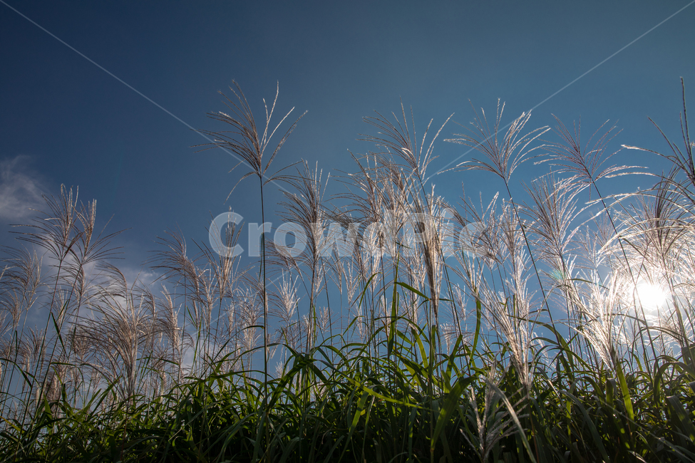 생태공원,도심생태공원,갈대,태양,하늘,자연,도심공원억새,Reed,가을풍경,자연,풍경,nature,landscape,plant,식물,grass,잔디,lawn,reed