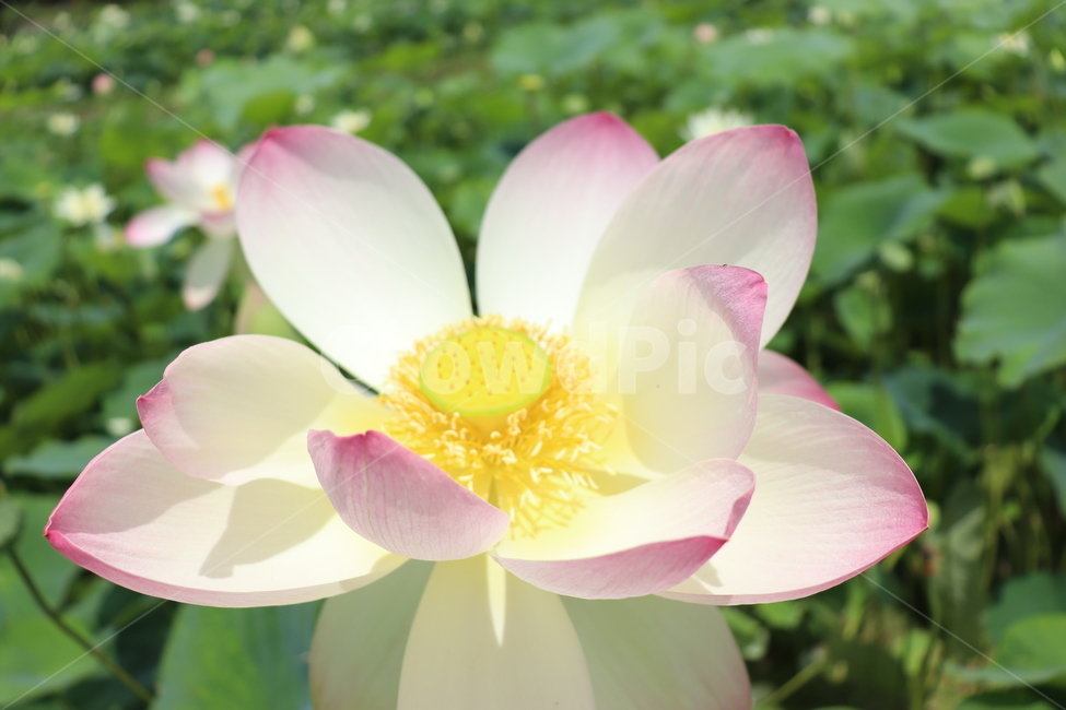여름,연꽃,개화,lotus,flower,꽃,식물,여름꽃